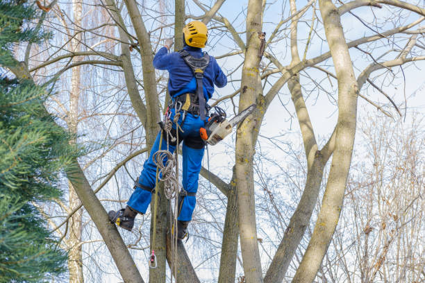 How Our Tree Care Process Works  in  Aspinwall, PA